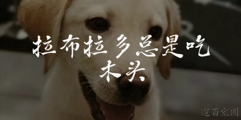 拉布拉多总是吃木头