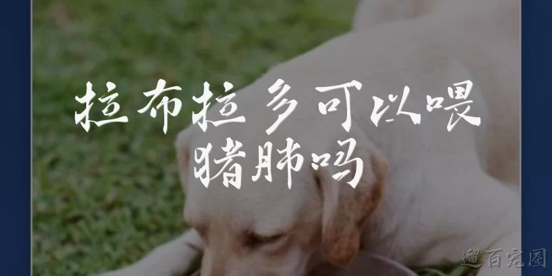拉布拉多可以喂猪肺吗