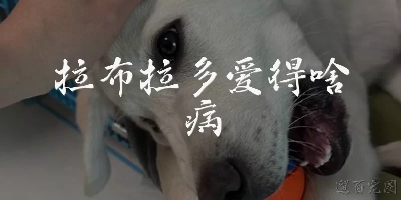 拉布拉多爱得啥病