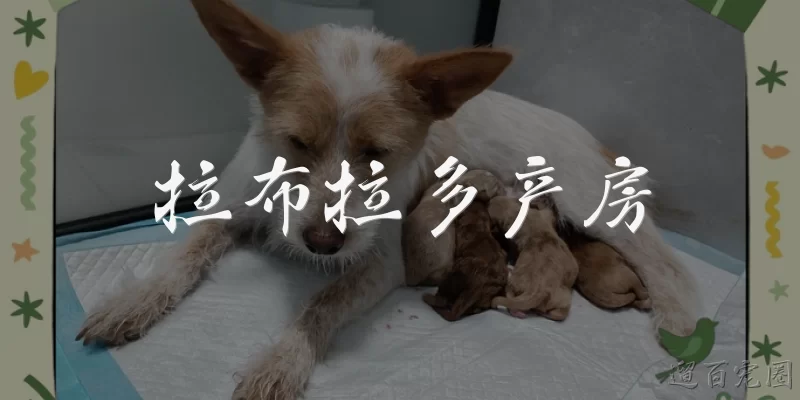 拉布拉多产房:拉布拉多产房应该选择在哪里？