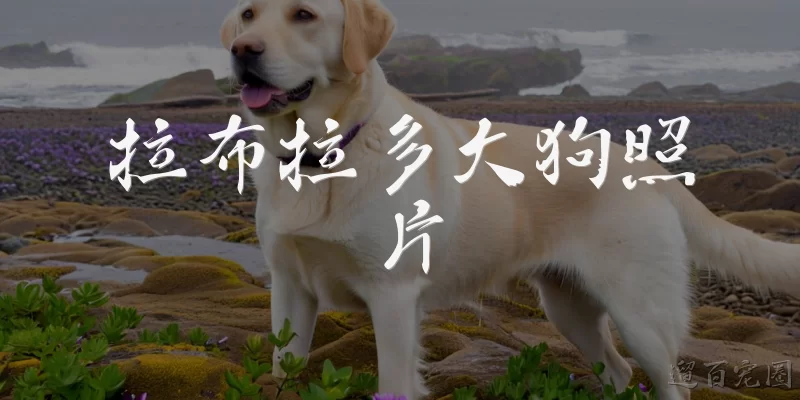 拉布拉多大狗照片:拉布拉多大狗照片通常展现哪些典型外貌特征？
