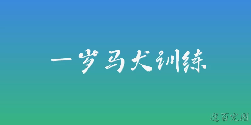 一岁马犬训练