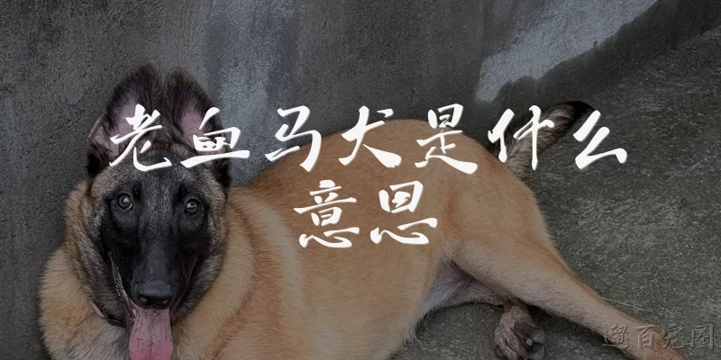 What does 'old blood Malinois' mean?
