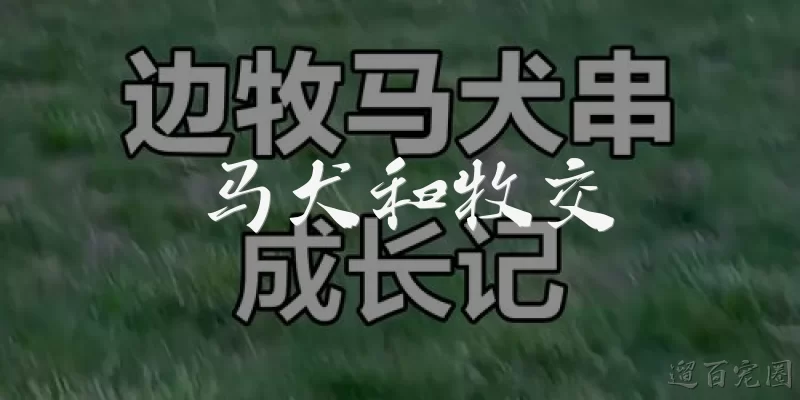 马犬和邊牧雜交