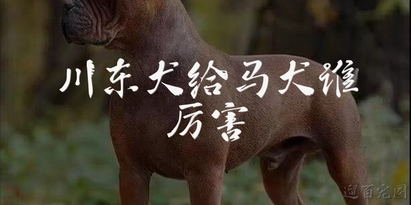 Which is stronger, the Chuandong Dog or the Malinois?