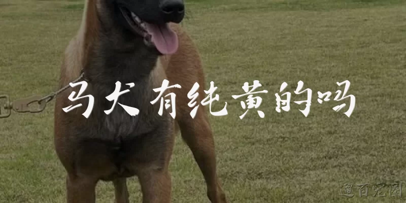 马犬有纯黄的吗