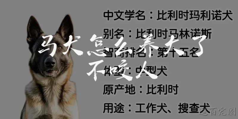 马犬怎么养大了不咬人