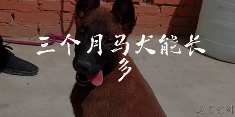 三个月马犬能长多