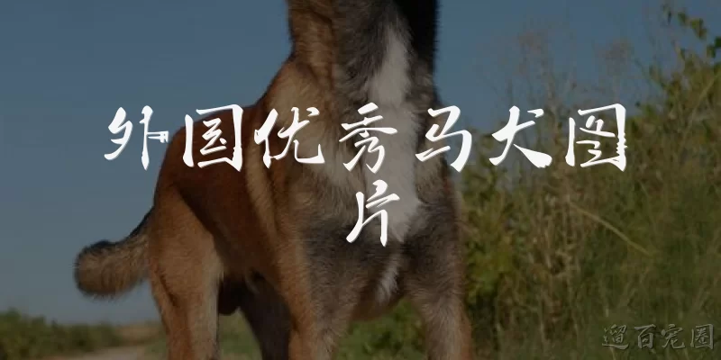 外国优秀马犬图片