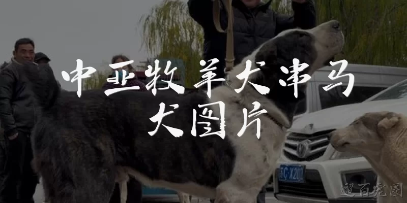 中亚牧羊犬串马犬图片:中亚牧羊犬串马犬的图片通常长什么样？