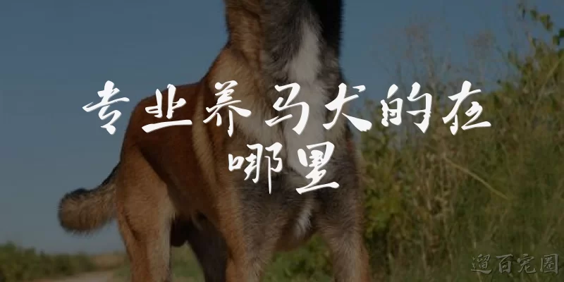 专业养马犬的在哪里:专业养马犬的在哪里可以找到？