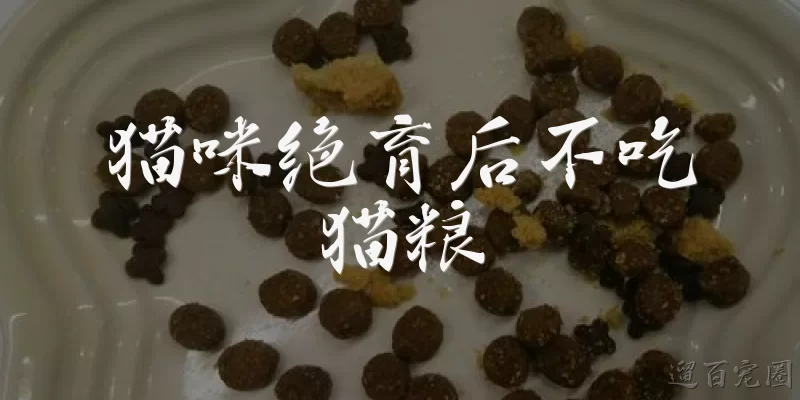猫咪绝育后不吃猫粮