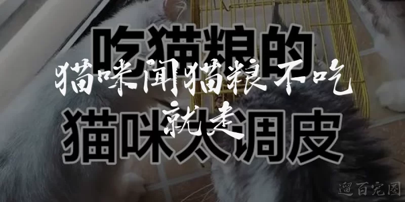 猫咪闻猫粮不吃就走