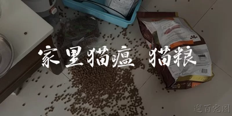 家里猫瘟 猫粮:家里猫得了猫瘟，还能继续喂猫粮吗？