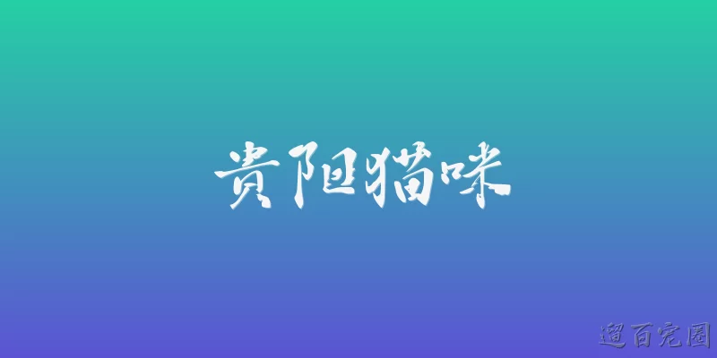贵阳猫咪