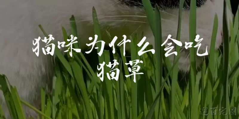 猫咪为什么会吃猫草