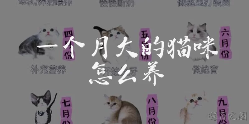 一个月大的猫咪怎么养