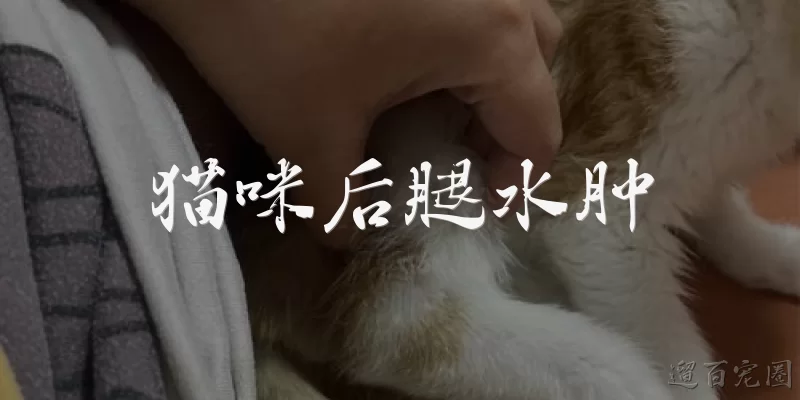 Cat Hind Leg Edema