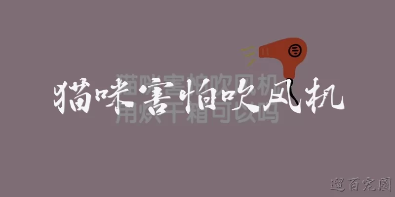 猫咪害怕吹风机