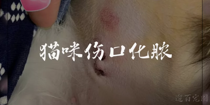 猫咪伤口化脓