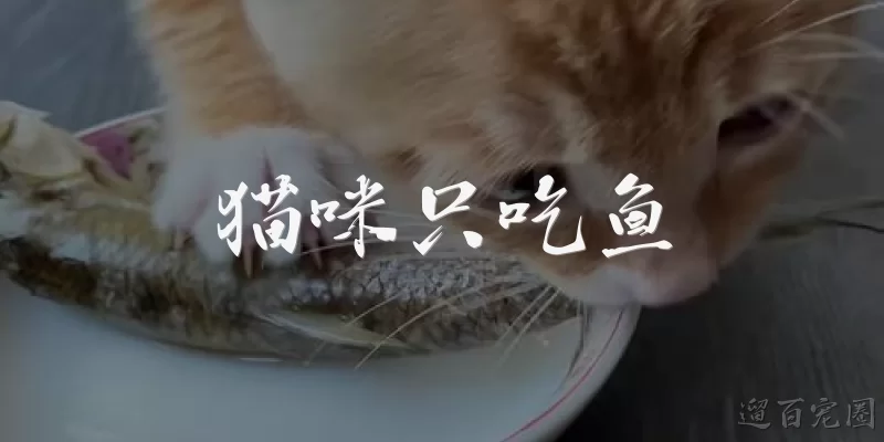 Cats only eat fish