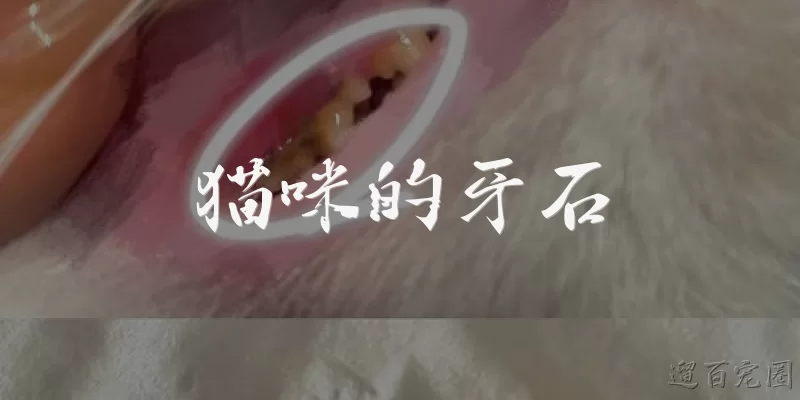 猫咪的牙石:猫咪牙石是什么？它是怎么形成的？