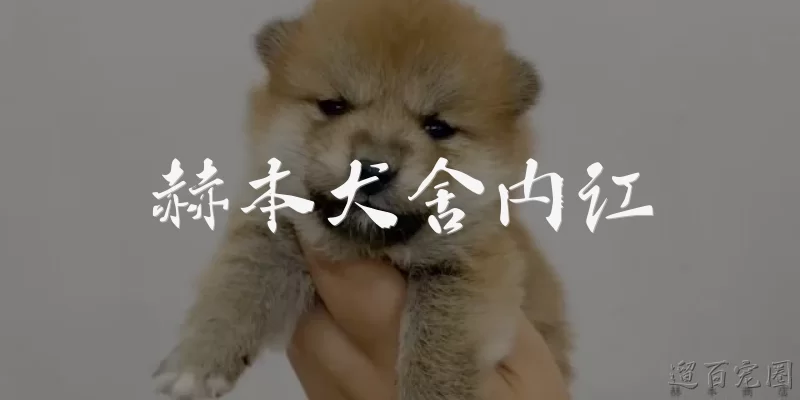 赫本犬舍内讧