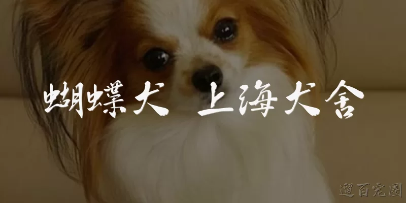 蝴蝶犬 上海犬舍