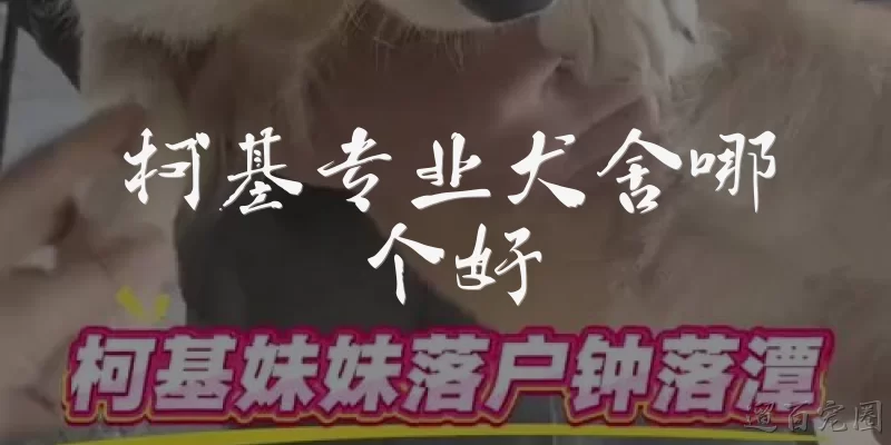 柯基专业犬舍哪个好:柯基专业犬舍哪个好？如何判断一家犬舍是否专业？