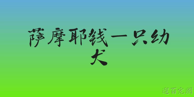 萨摩耶钱一只幼犬