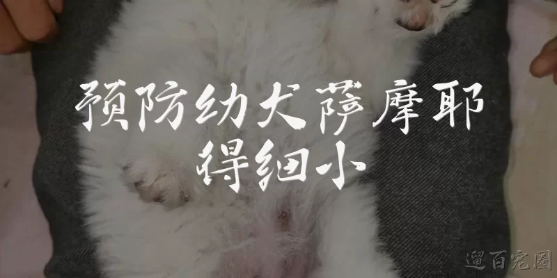 Preventing Parvovirus in Samoyed Puppies: What is the recommended vaccination schedule to prevent parvovirus in Samoyed puppies?