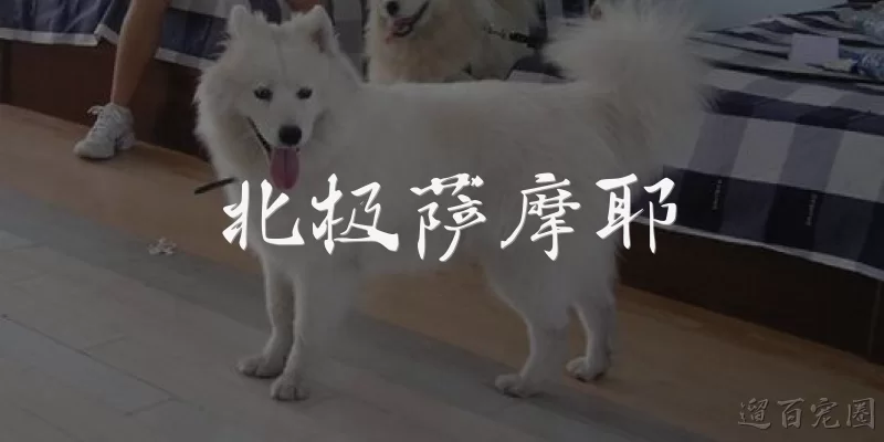 Arctic Samoyed
