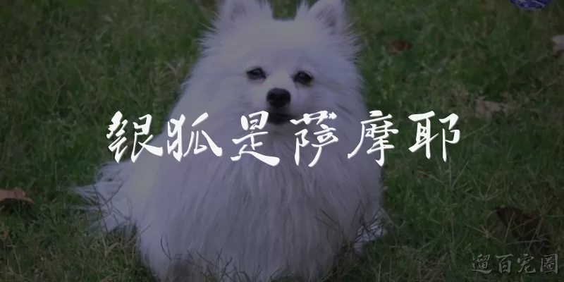 银狐是萨摩耶