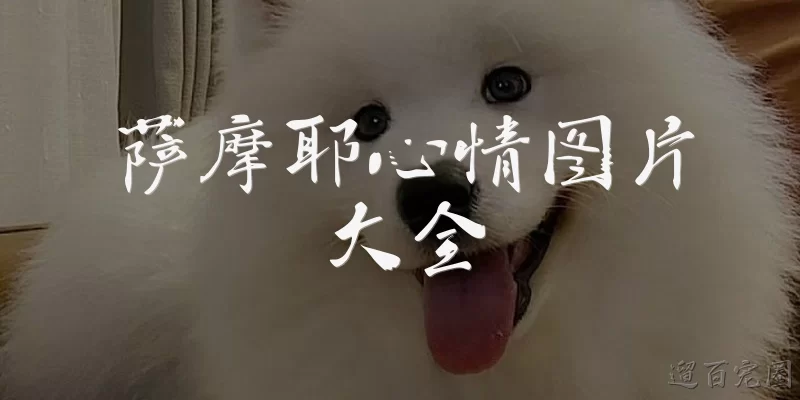 萨摩耶心情图片大全