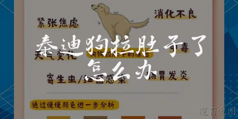 泰迪狗拉肚子了怎么办