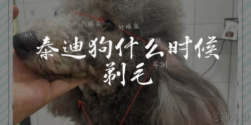 泰迪狗什么时候剃毛