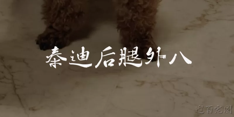 泰迪后腿外八