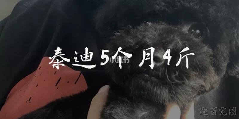 泰迪5个月4斤
