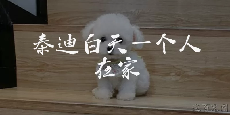 泰迪白天一个人在家:泰迪白天一个人在家会感到孤独吗？