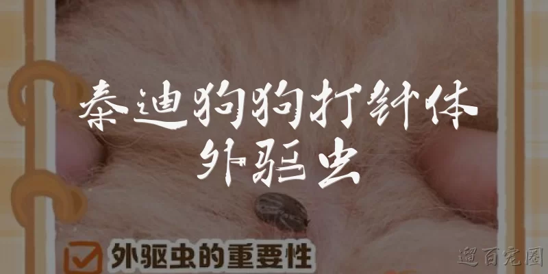 泰迪狗狗打针体外驱虫:泰迪狗狗多久需要打一次疫苗？