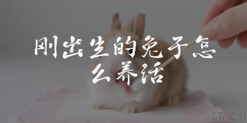 How to keep a newborn rabbit alive