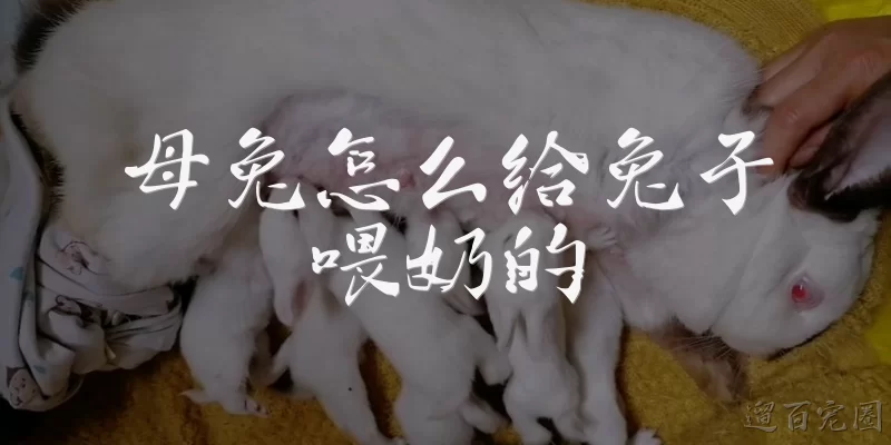 How do mother rabbits feed their babies?