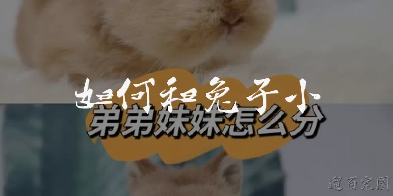 如何和兔子小:如何和小兔子建立亲密关系？