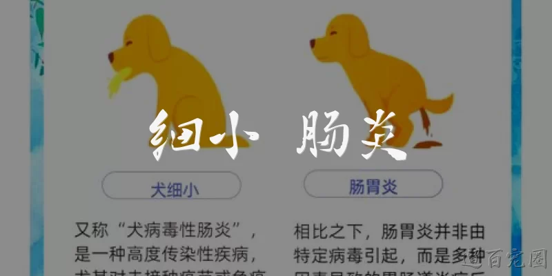 细小 肠炎