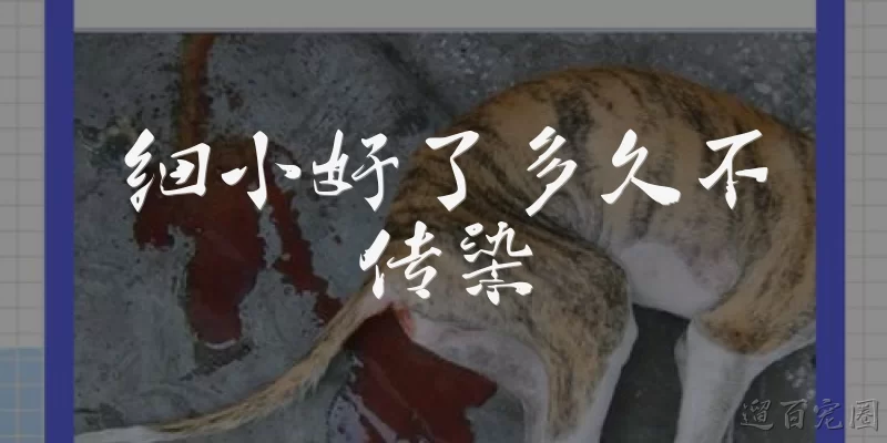 细小好了多久不传染
