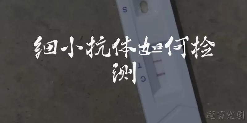 细小抗体如何检测
