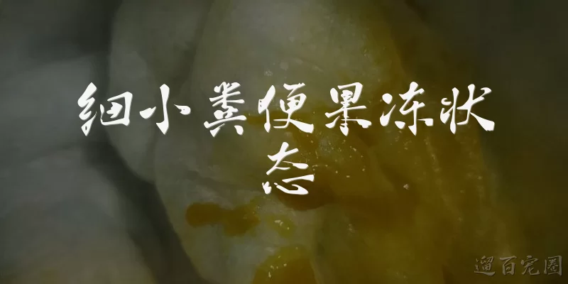 细小粪便果冻状态
