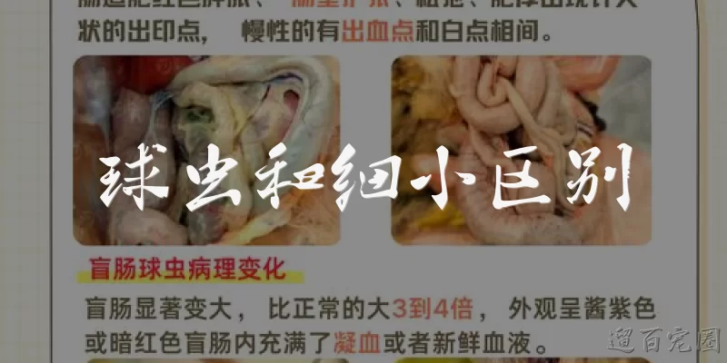 球虫和细小区别:球虫和细小病毒是同一类病原体吗？