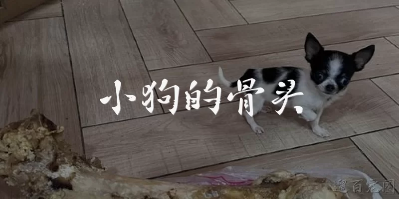 小狗的骨头