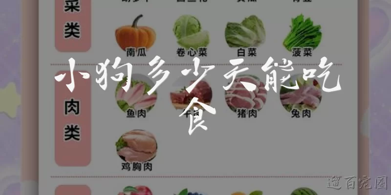 小狗多少天能吃食